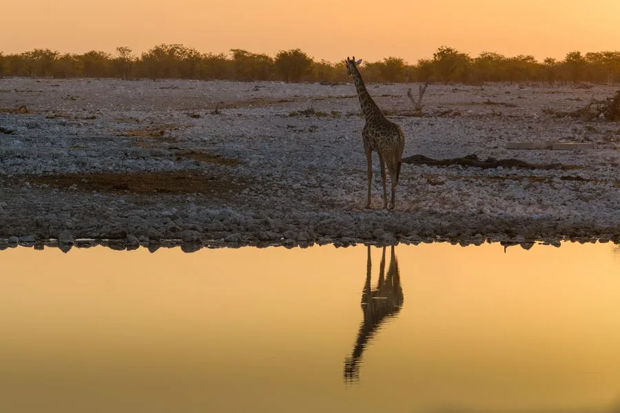 A giraffe reflected in a waterhole at golden hour